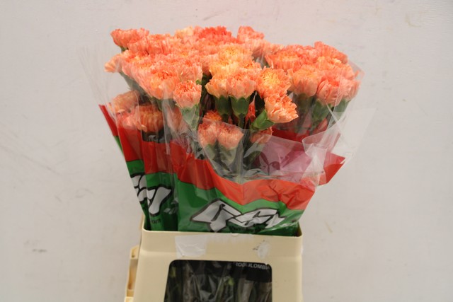 Срезанные цветы оптом Dianthus st orange от 80шт из Голландии с доставкой по России