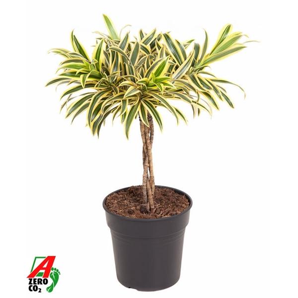 Горшечные цветы и растения оптом Drac Song Of India Twisted Stem от 1шт из Голландии с доставкой по России