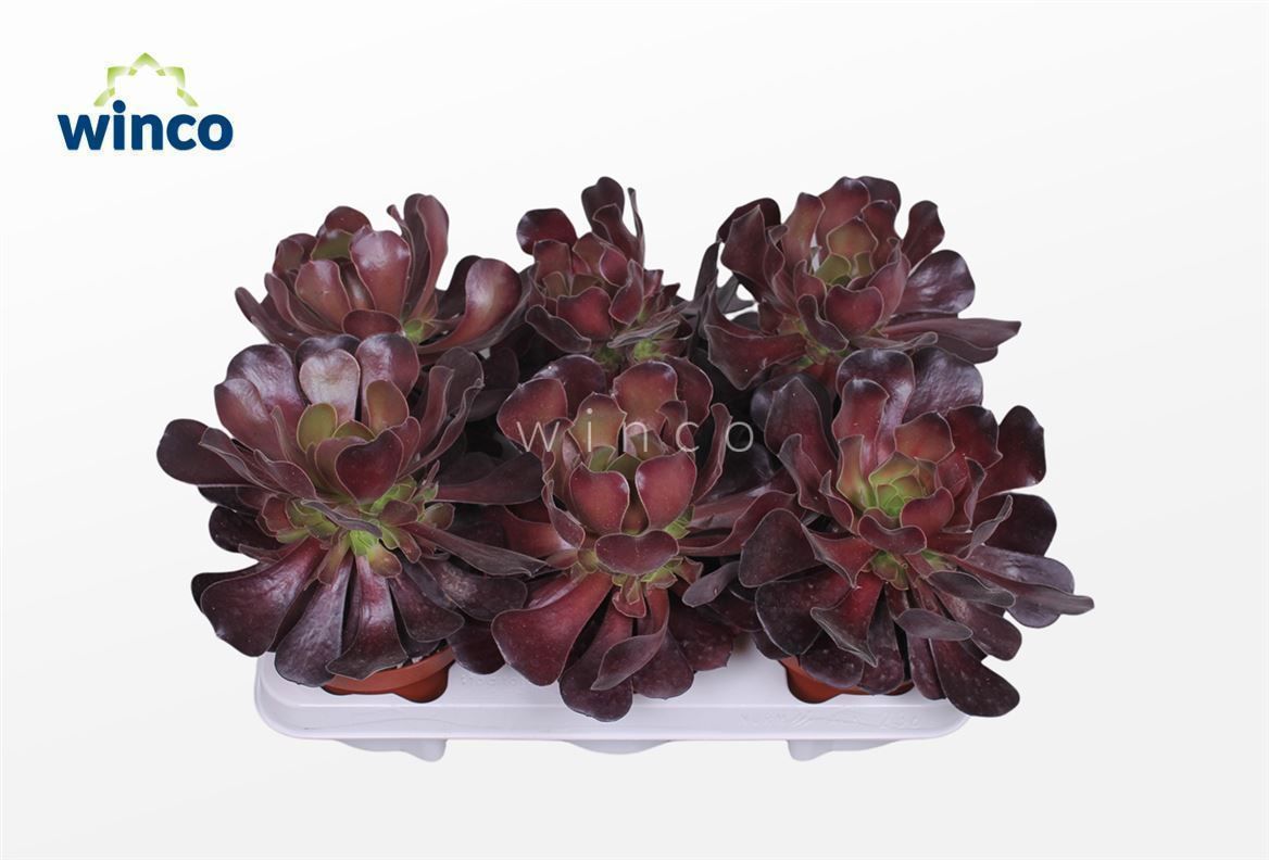 Горшечные цветы и растения оптом Aeonium Ab. Velours от 6шт из Голландии с доставкой по России