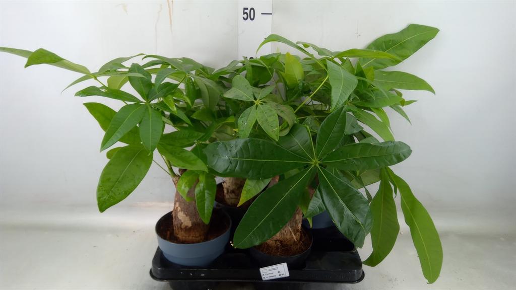 Горшечные цветы и растения оптом Pachira Aquatica от 4шт из Голландии с доставкой по России