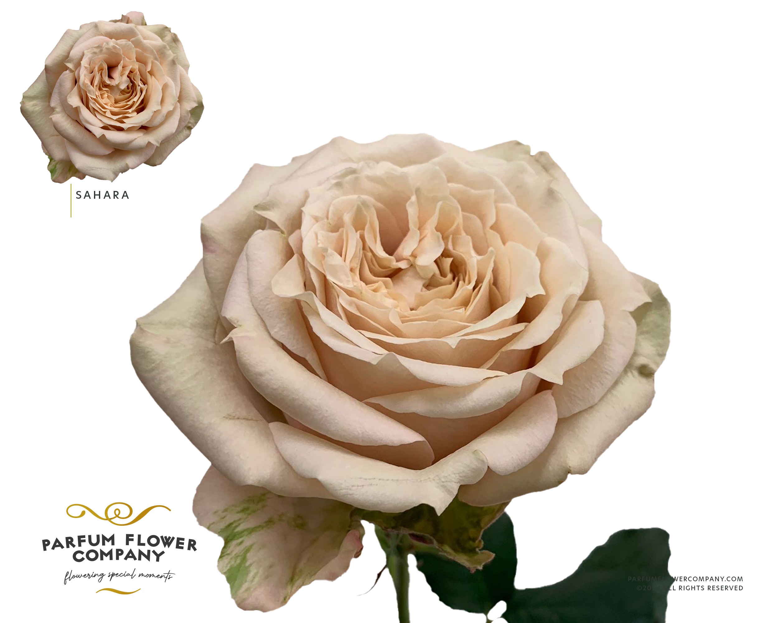 Срезанные цветы оптом Rosa garden sahara от 24шт из Голландии с доставкой по России