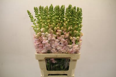 Срезанные цветы оптом Antirrhinum potomac lavender от 50шт из Голландии с доставкой по России