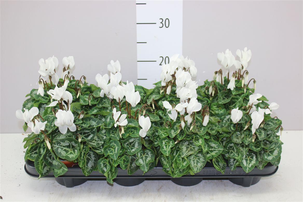 Горшечные цветы и растения оптом Cyclamen Kl Super Carino Wit от 8шт (для телеги) из Голландии с доставкой по России