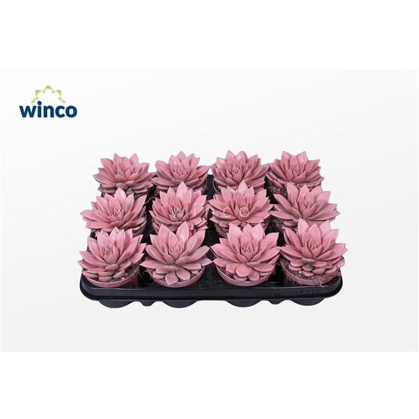 Горшечные цветы и растения оптом Echeveria Agavoides Paint Pink от 12шт (для телеги) из Голландии с доставкой по России