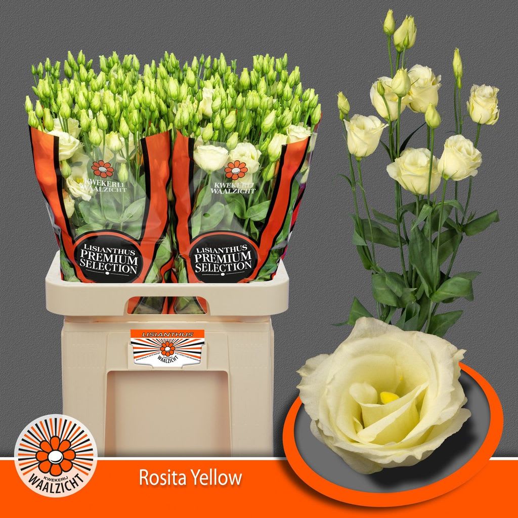 Срезанные цветы оптом Lisianthus do rosita yellow от 40шт. из Голландии с доставкой по России
