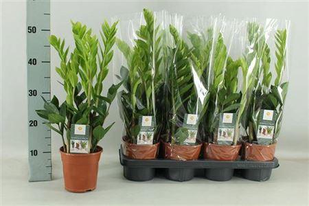 Горшечные цветы и растения оптом Zamio Zamiifolia 6+ от 7шт из Голландии с доставкой по России