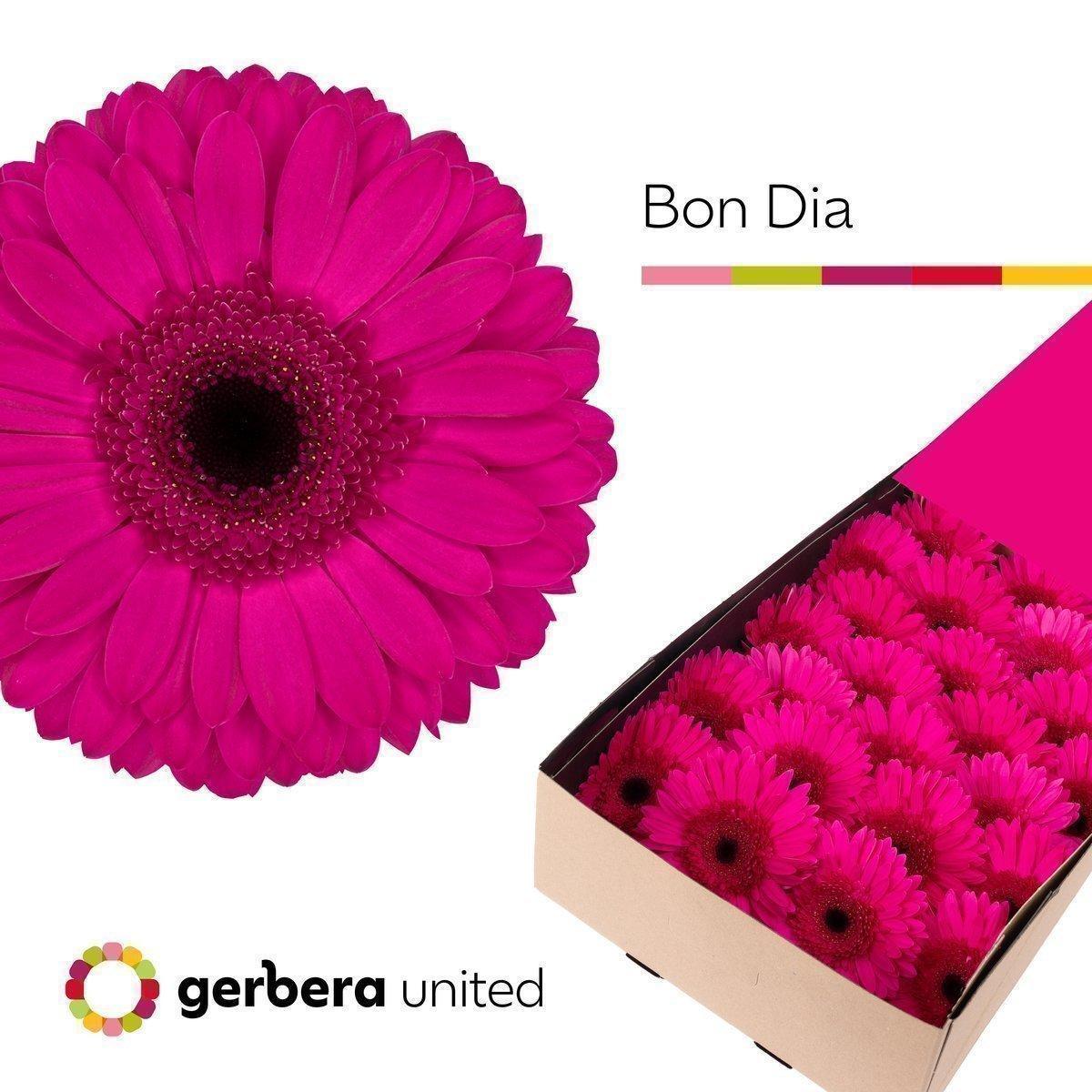Срезанные цветы оптом Gerbera bon dia от 50шт из Голландии с доставкой по России