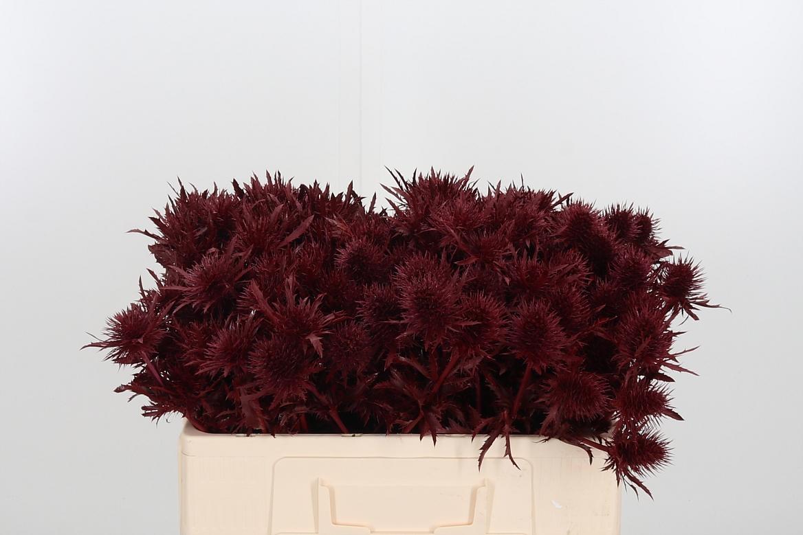 Срезанные цветы оптом Eryngium supernova paint bordeaux от 40шт из Голландии с доставкой по России