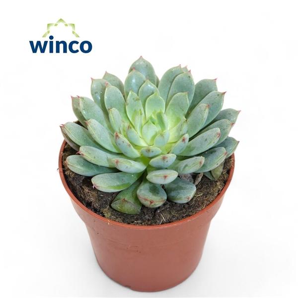 Горшечные цветы и растения оптом Echeveria Fabiola Blue от 18шт (для телеги) из Голландии с доставкой по России
