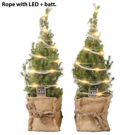 Горшечные цветы и растения оптом Picea Gl Conica Jute + Led от 6шт из Голландии с доставкой по России