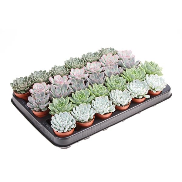 Горшечные цветы и растения оптом Echeveria Mix от 30шт (для телеги) из Голландии с доставкой по России