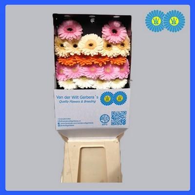 Срезанные цветы оптом Germini diamond mix pastel от 80шт из Голландии с доставкой по России