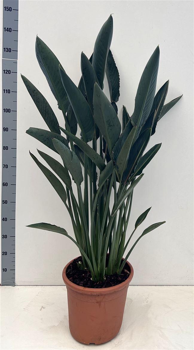 Горшечные цветы и растения оптом Strelitzia Reginae от 1шт из Голландии с доставкой по России