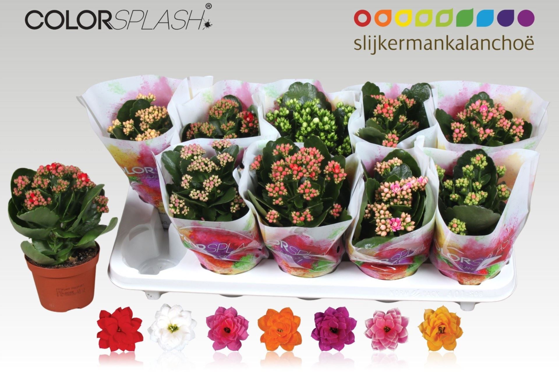 Горшечные цветы и растения оптом Kalanchoe Blos.   ..rosebud Mix  7 от 10шт из Голландии с доставкой по России