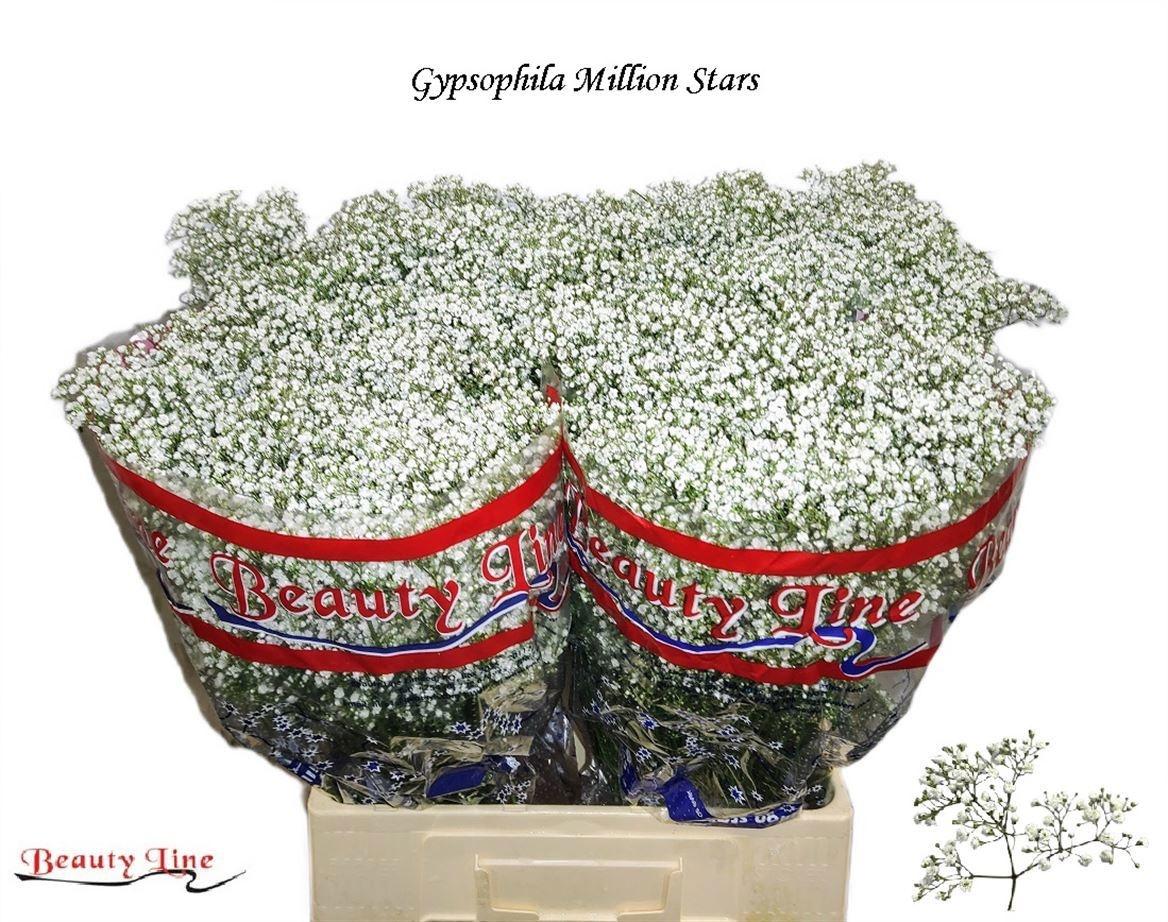Срезанные цветы оптом Gyps million stars от 100шт из Голландии с доставкой по России