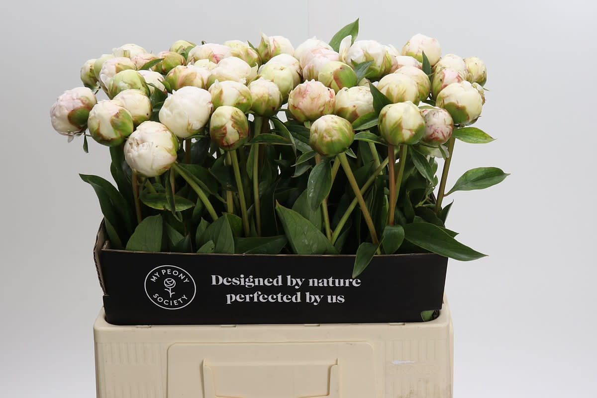 Срезанные цветы оптом Paeonia bowl of cream от 50шт из Голландии с доставкой по России
