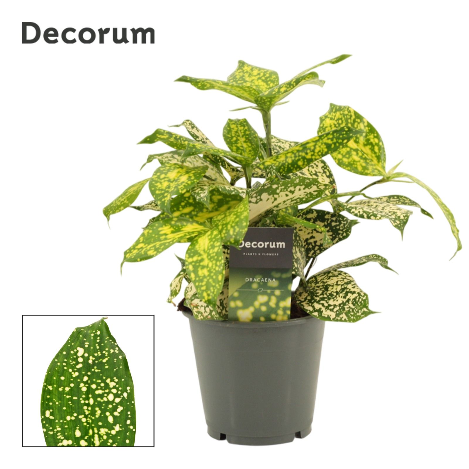 Горшечные цветы и растения оптом Drac Godsefiana (decorum) от 10шт из Голландии с доставкой по России