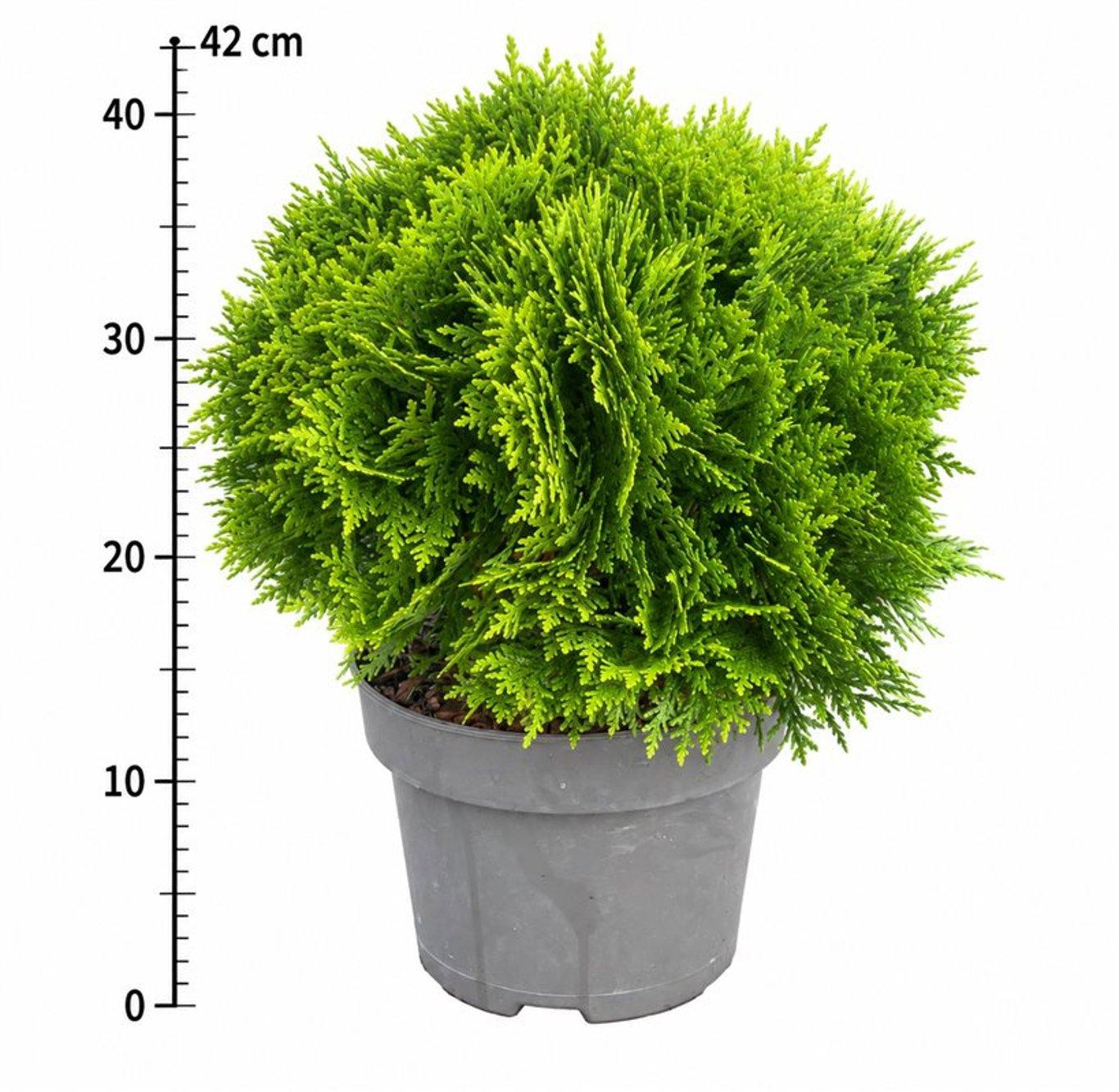 Горшечные цветы и растения оптом Thuja Occ Danica от 1шт из Голландии с доставкой по России