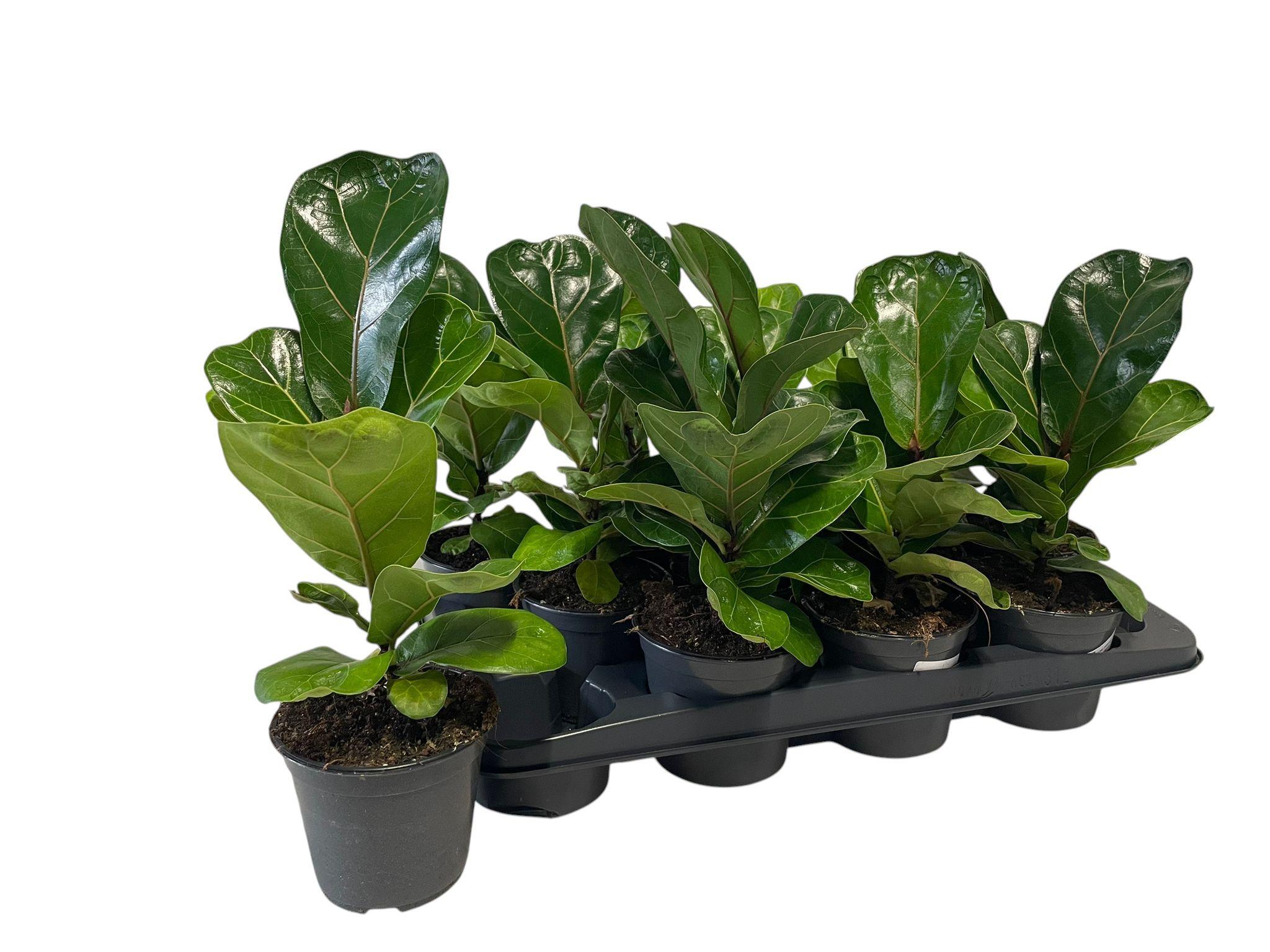 Горшечные цветы и растения оптом Ficus Lyrata от 12шт из Голландии с доставкой по России