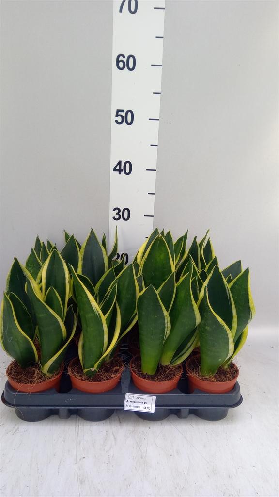 Горшечные цветы и растения оптом Sansevieria Trifa. black Gold от 12шт (для телеги) из Голландии с доставкой по России