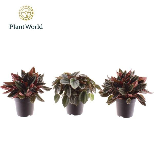 Горшечные цветы и растения оптом Peperomia Mix от 12шт (для телеги) из Голландии с доставкой по России