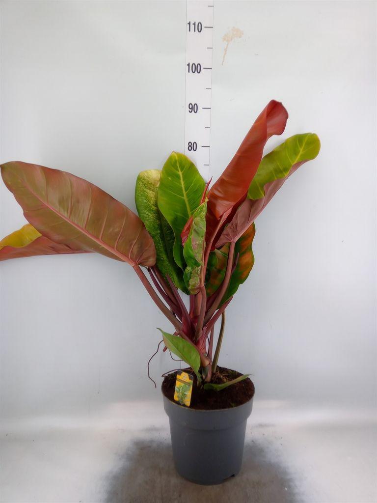 Горшечные цветы и растения оптом Philodendron   ... от 1шт из Голландии с доставкой по России