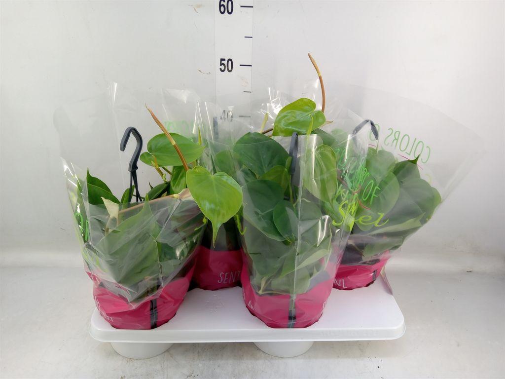 Горшечные цветы и растения оптом Philodendron Scand. от 4шт из Голландии с доставкой по России