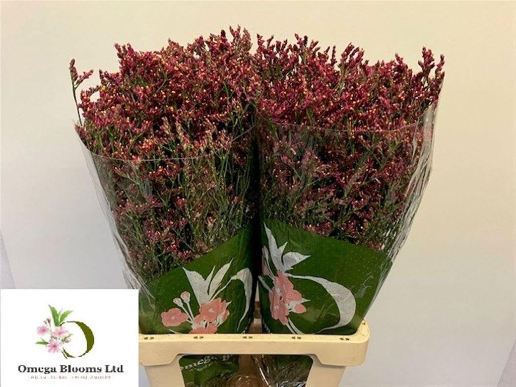 Срезанные цветы оптом Limonium scarlett diamond от 50шт из Голландии с доставкой по России
