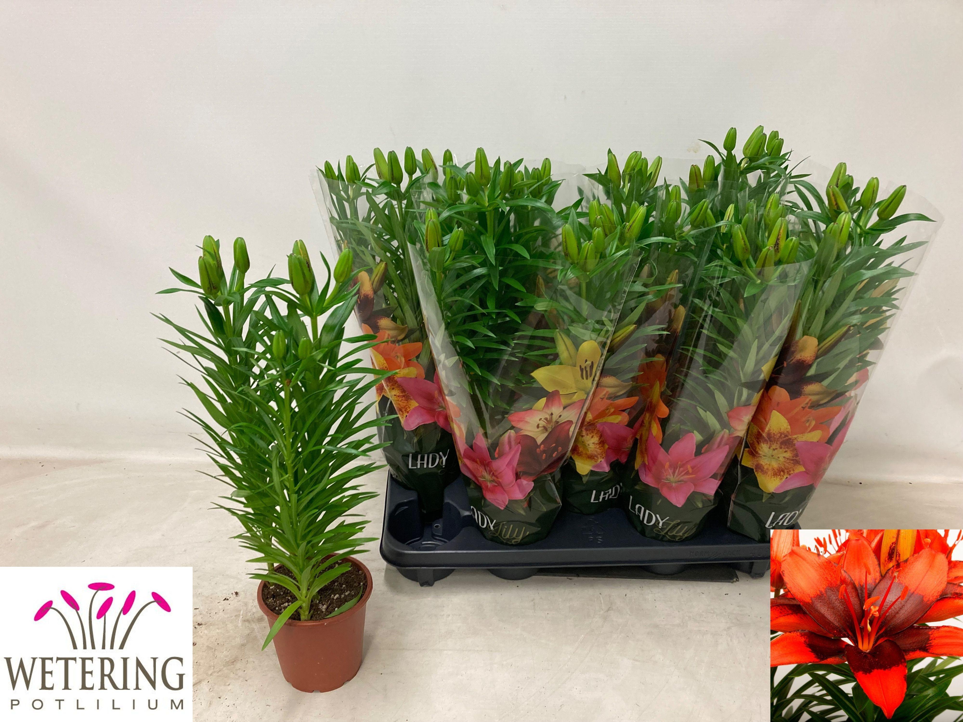 Горшечные цветы и растения оптом Lilium As Mix 3pp от 9шт из Голландии с доставкой по России