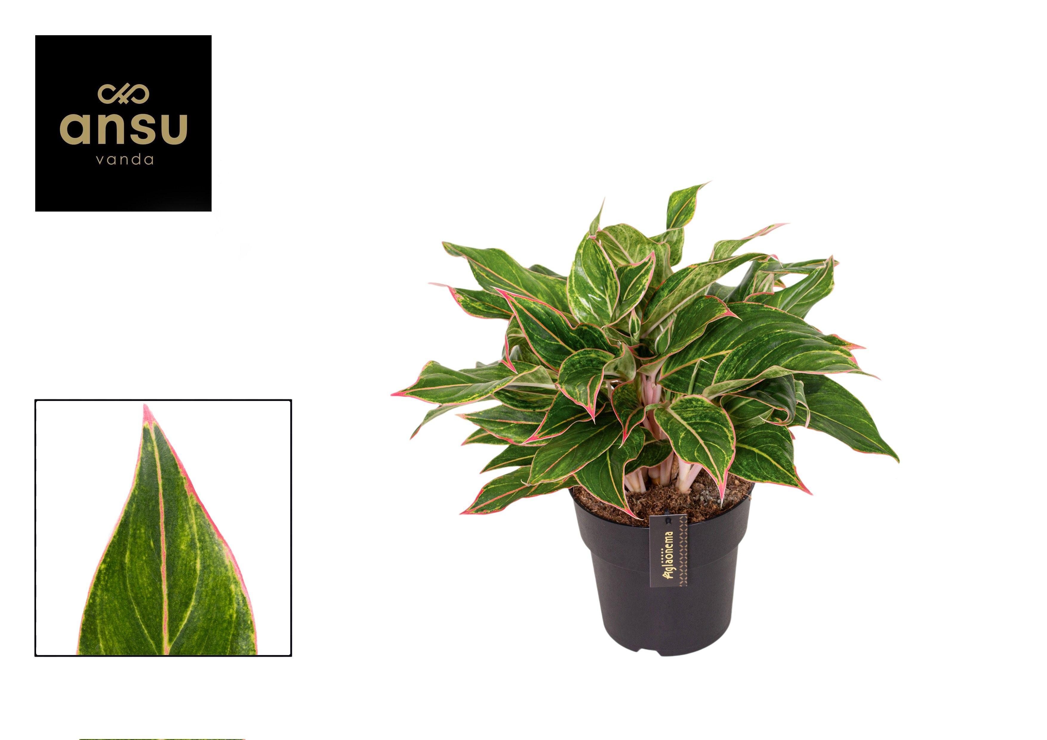 Горшечные цветы и растения оптом Aglaonema Jungle Lava от 2шт из Голландии с доставкой по России