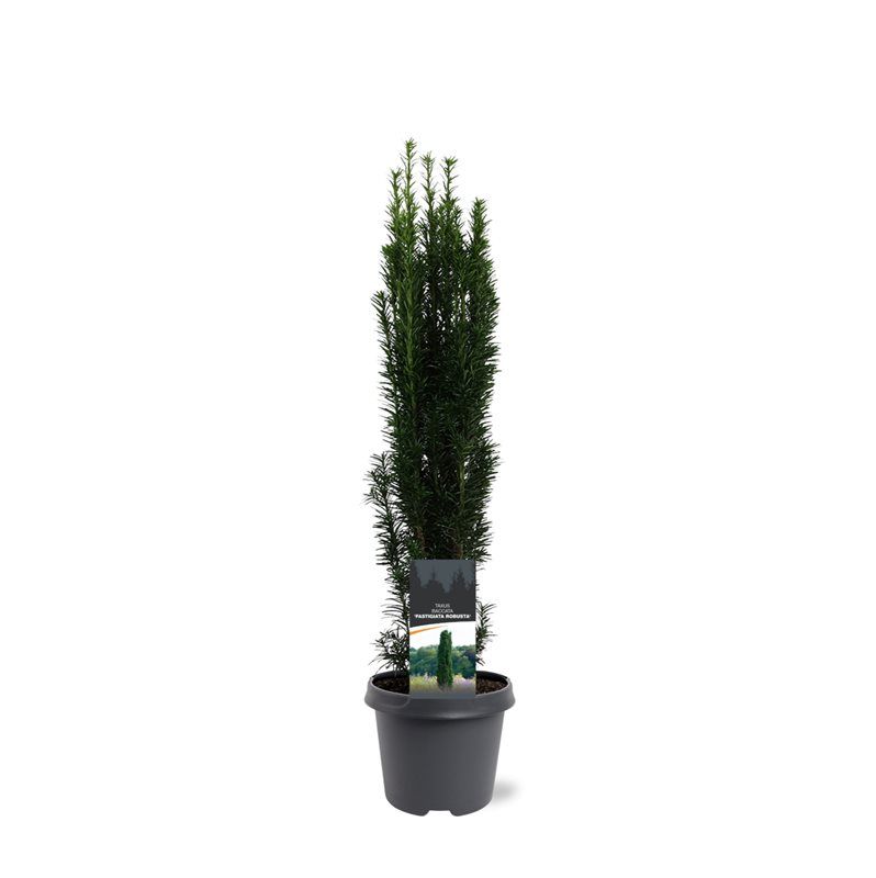 Горшечные цветы и растения оптом Taxus Bacc Fastigiata Robusta от 1шт из Голландии с доставкой по России