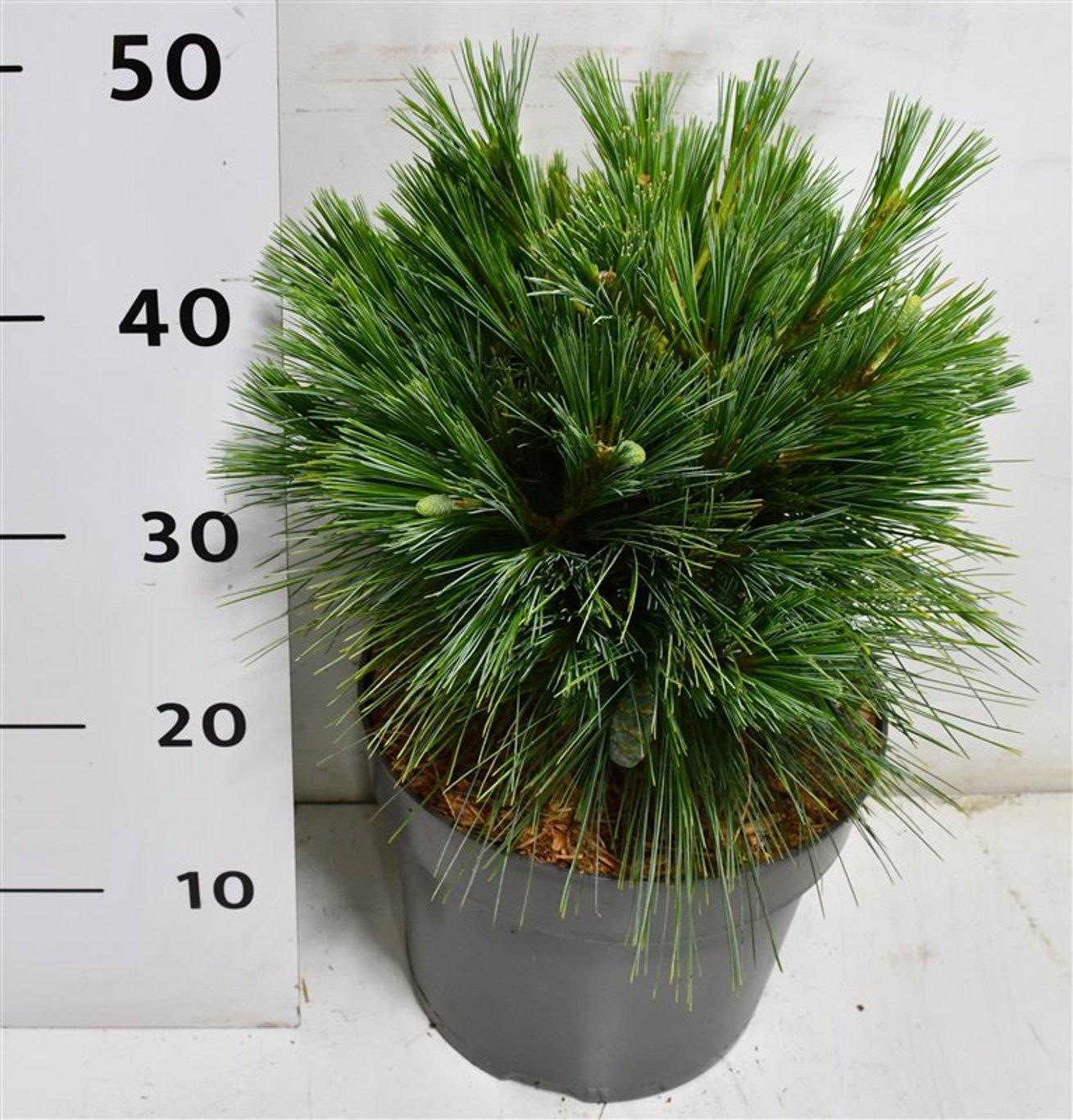 Горшечные цветы и растения оптом Pinus Schwerinii Wiethorst от 1шт из Голландии с доставкой по России