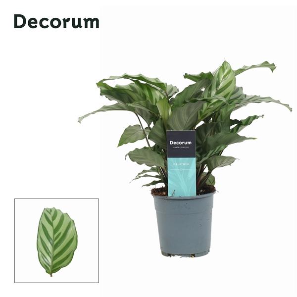 Горшечные цветы и растения оптом Calathea Freddie (decorum) от 6шт из Голландии с доставкой по России