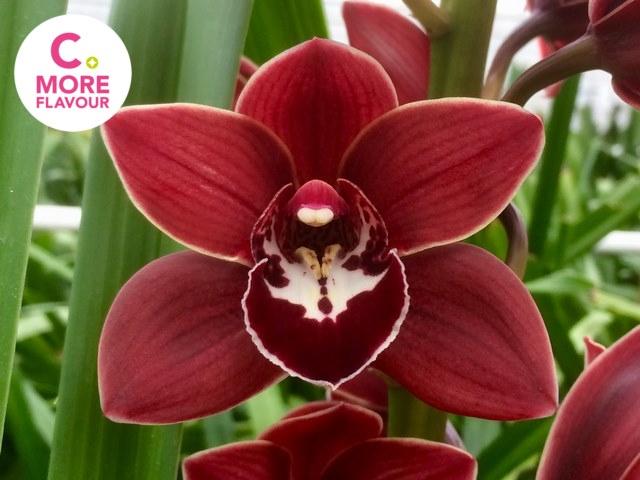 Срезанные цветы оптом Minicymbidium red flying high от 4шт. из Голландии с доставкой по России