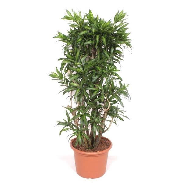 Горшечные цветы и растения оптом Drac Song Of Jamaica от 1шт из Голландии с доставкой по России