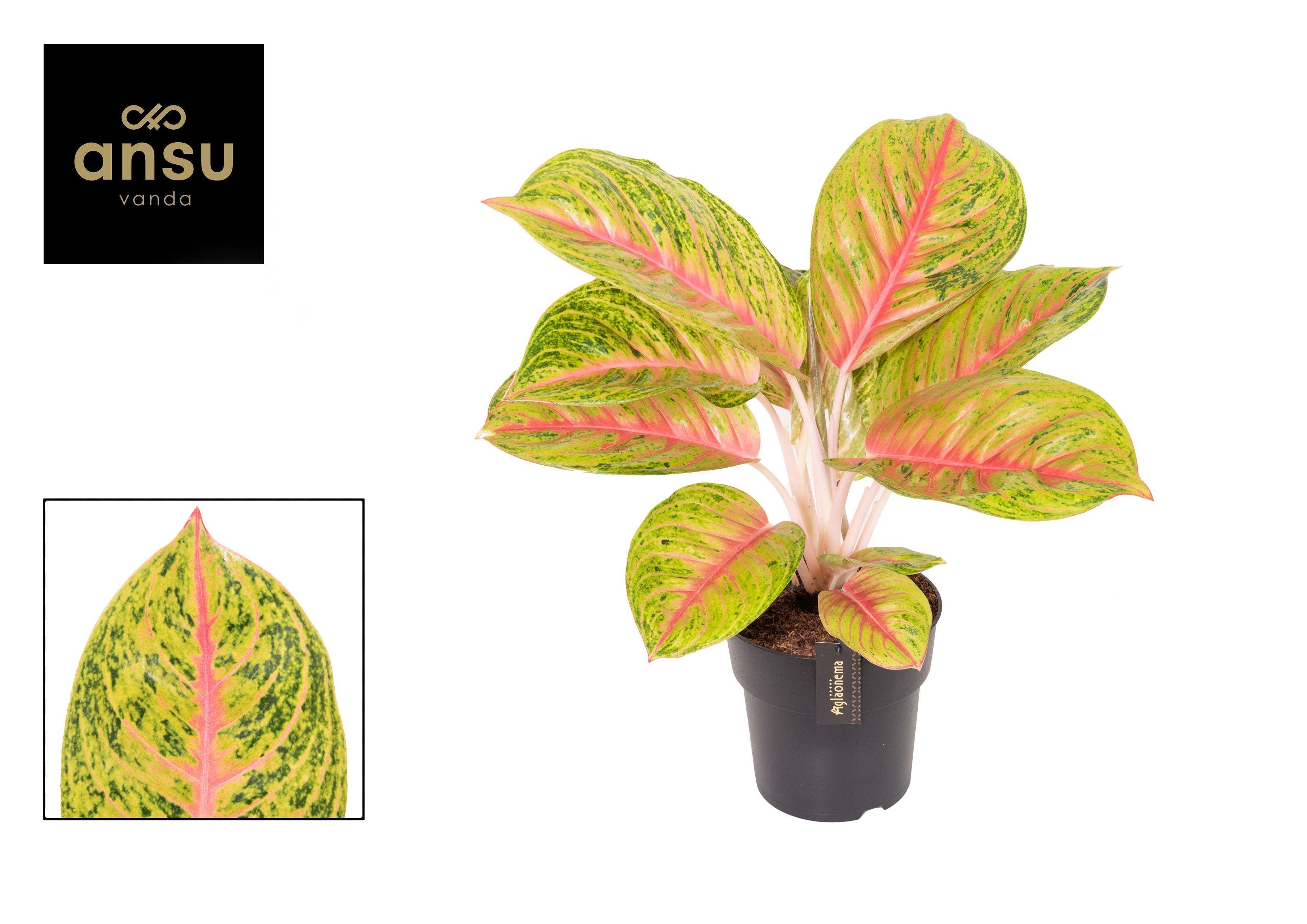 Горшечные цветы и растения оптом Aglaonema Grand Blossom от 3шт из Голландии с доставкой по России