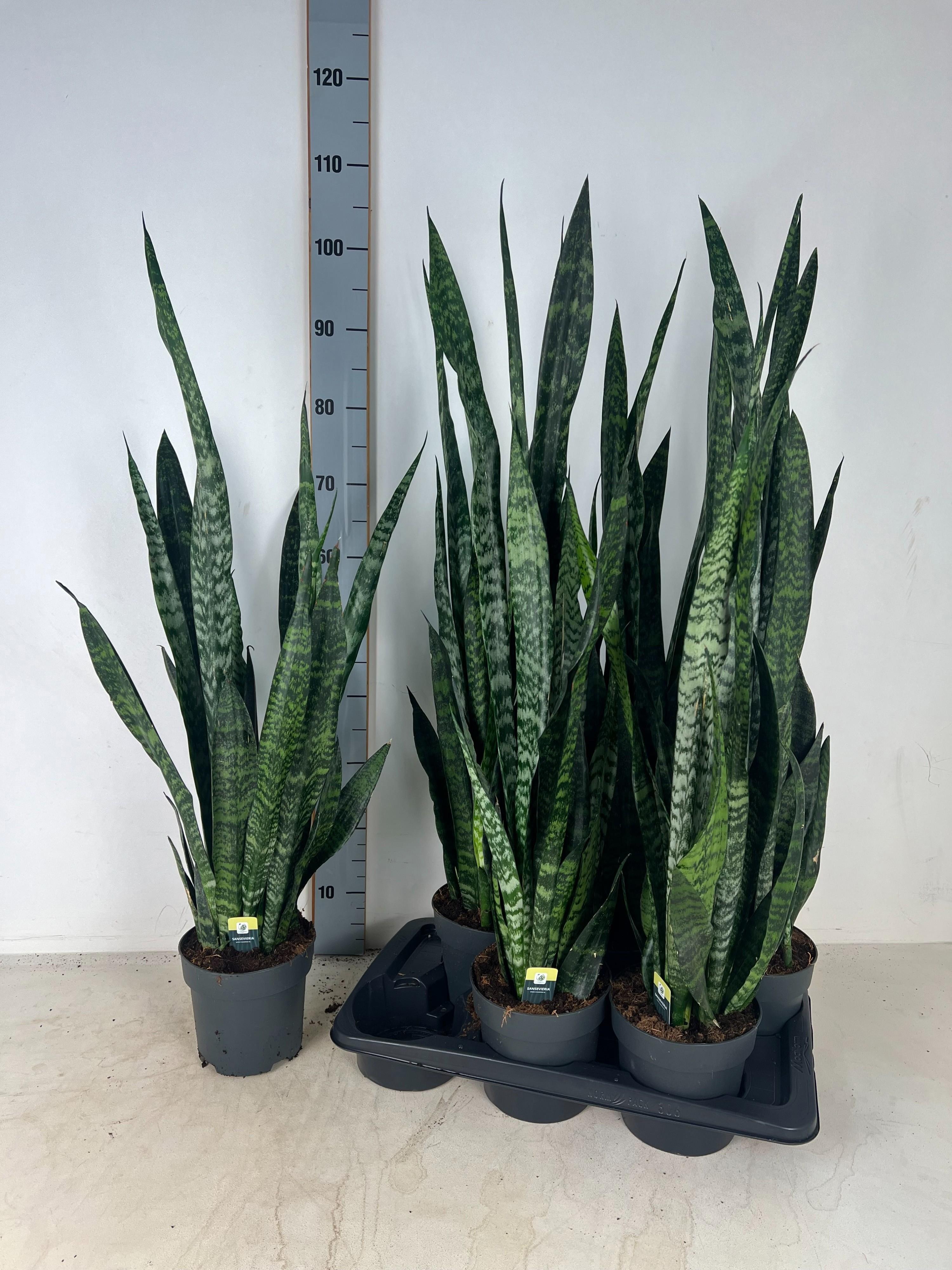 Горшечные цветы и растения оптом Sansev Zey от 6шт из Голландии с доставкой по России