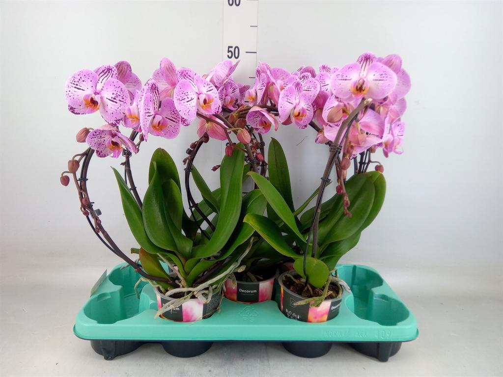 Горшечные цветы и растения оптом Phalaenopsis   ... от 5шт из Голландии с доставкой по России