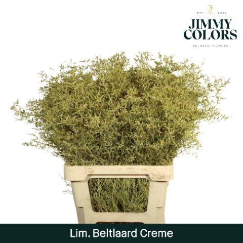 Срезанные цветы оптом Limonium beltlaard paint creme от 25шт из Голландии с доставкой по России
