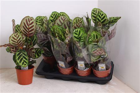 Горшечные цветы и растения оптом Calat Makoyana 45cm. от 8шт из Голландии с доставкой по России