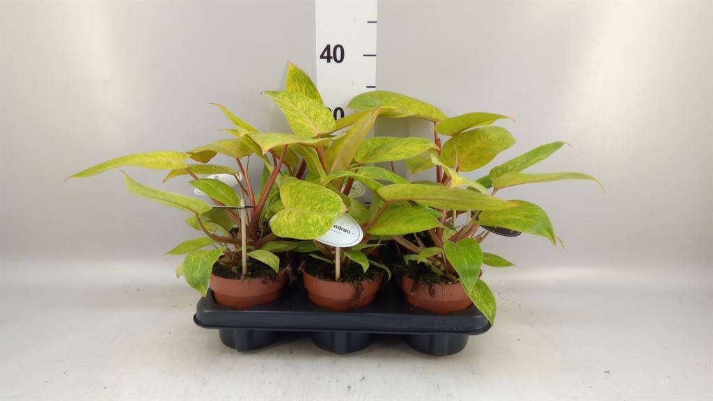 Горшечные цветы и растения оптом Philodendron Pink Princes от 6шт из Голландии с доставкой по России