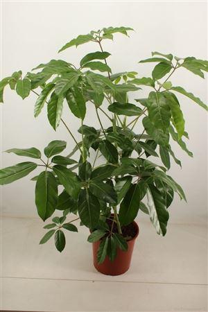 Горшечные цветы и растения оптом Schefflera Amate 30 Cm Pot от 1шт из Голландии с доставкой по России