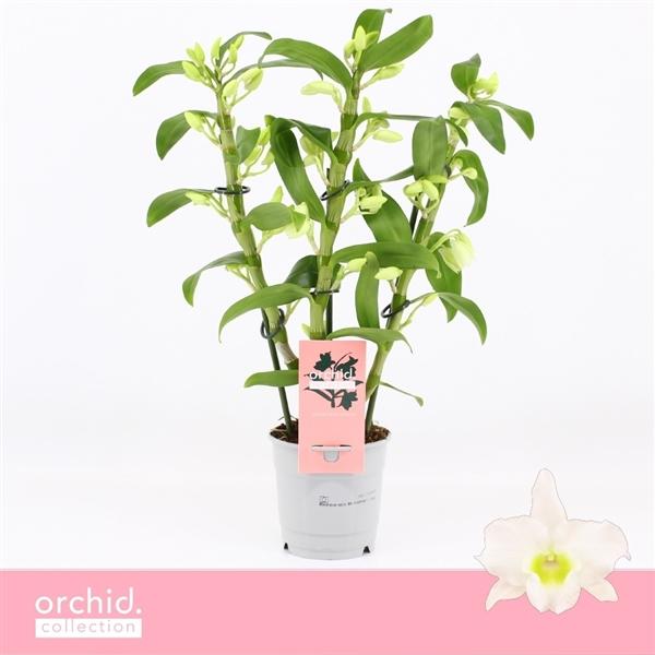 Горшечные цветы и растения оптом Dendr Nob 3st Apollon Compact Orchid Collection от 10шт из Голландии с доставкой по России