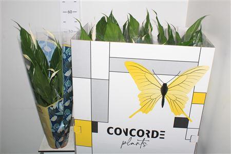 Горшечные цветы и растения оптом Spathipyllum Sweet Benito - 13 Cm от 11шт из Голландии с доставкой по России