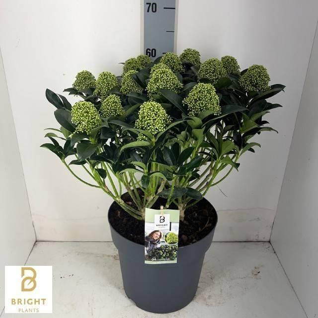 Горшечные цветы и растения оптом Skimmia Jap. White Globe от 1шт из Голландии с доставкой по России