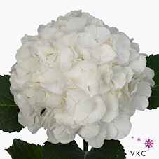 Срезанные цветы оптом Hydrangea white verena от 10шт из Голландии с доставкой по России