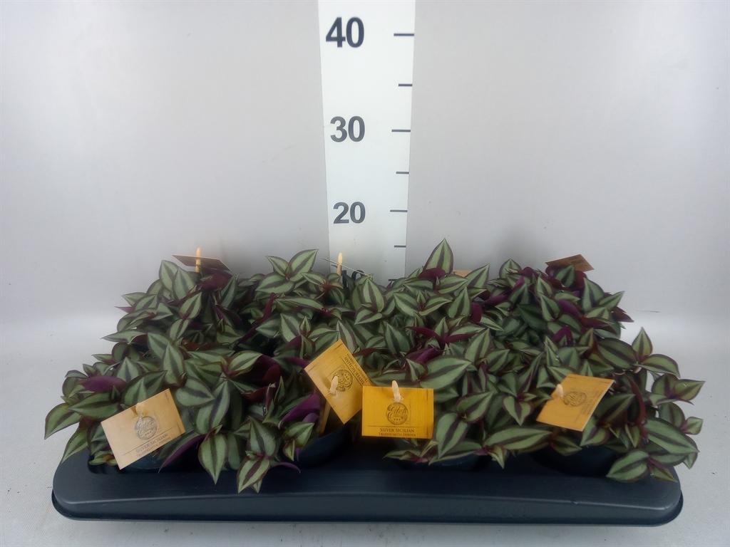 Горшечные цветы и растения оптом Tradescantia Zebr. purpusii от 8шт из Голландии с доставкой по России