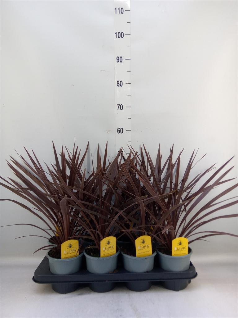 Горшечные цветы и растения оптом Cordyline Aus Red Star от 8шт из Голландии с доставкой по России