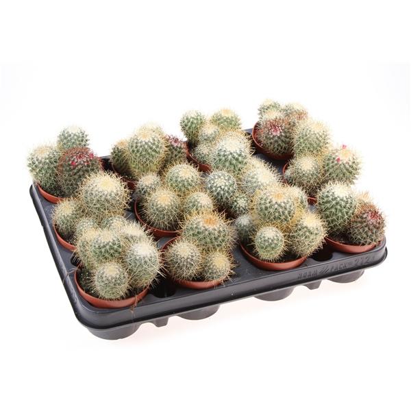 Горшечные цветы и растения оптом Mammillaria Pringley Geel от 12шт (для телеги) из Голландии с доставкой по России