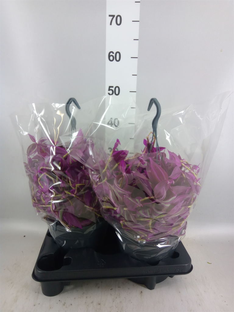 Горшечные цветы и растения оптом Tradescantia Zebr. pink Paradise от 2шт из Голландии с доставкой по России